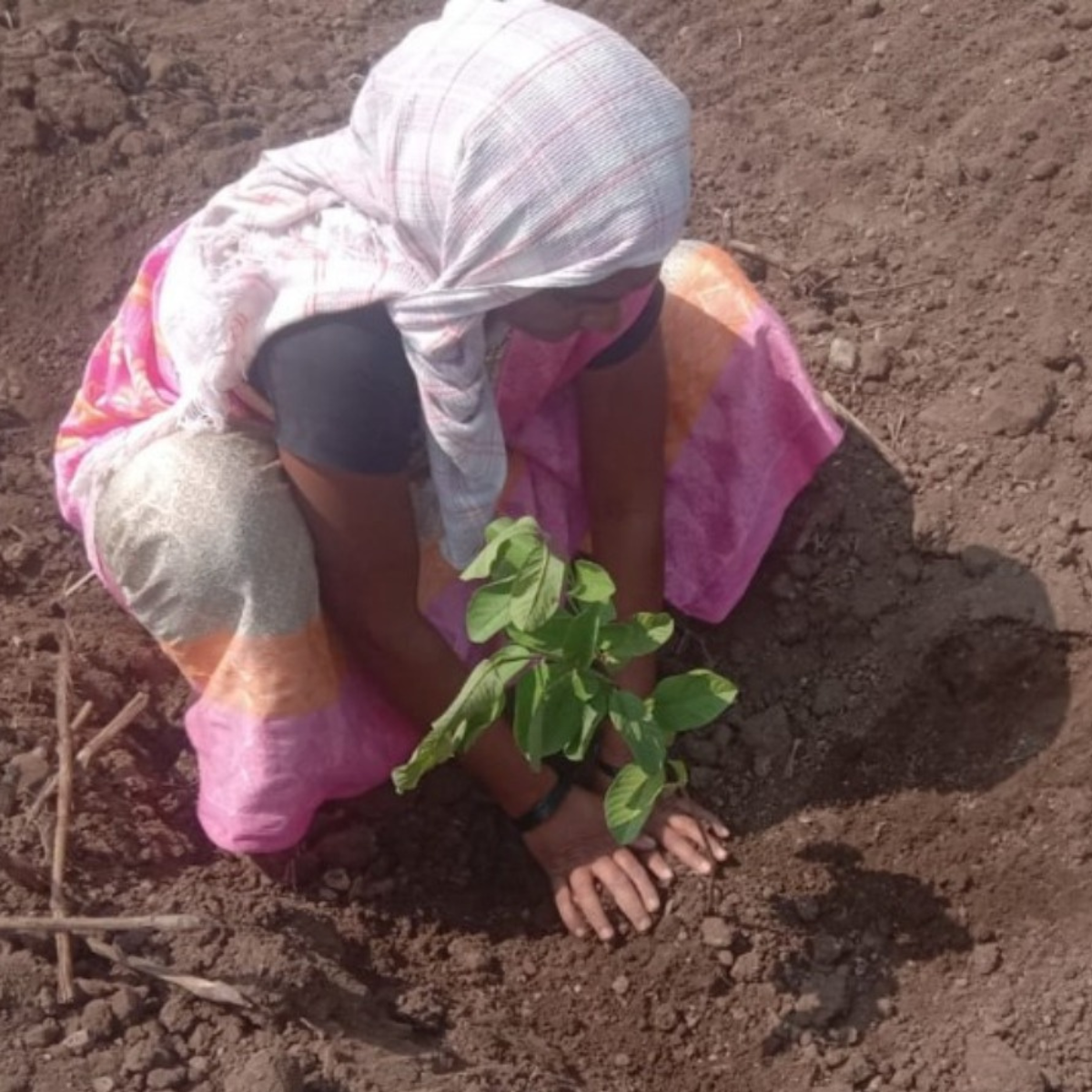 Let us plant a tree for you