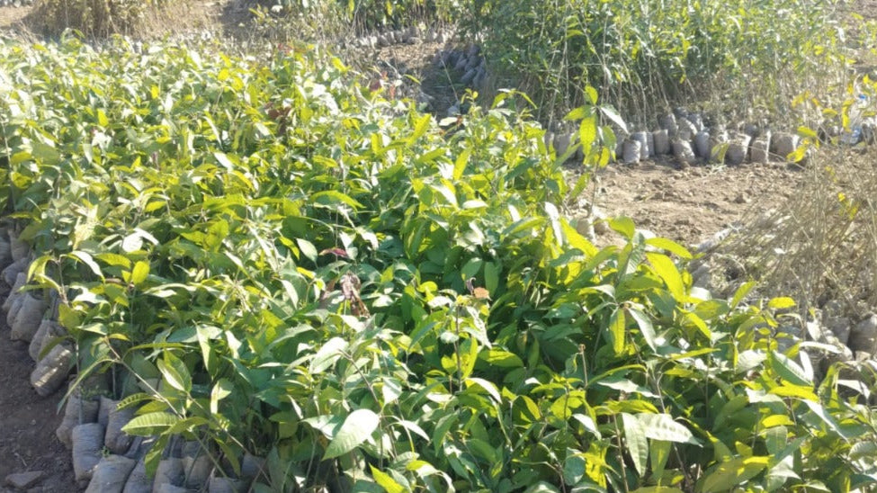 Let us plant a tree for you