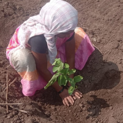 Let us plant a tree for you